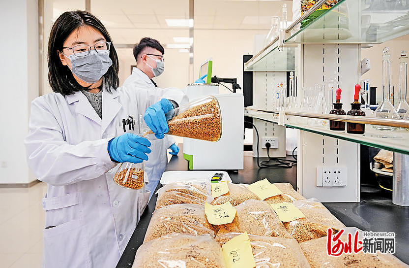 1月31日,在位于沧州的国家盐碱地综合利用技术创新中心旱碱麦特色产业创新基地,技术人员在研发旱碱麦新产品。