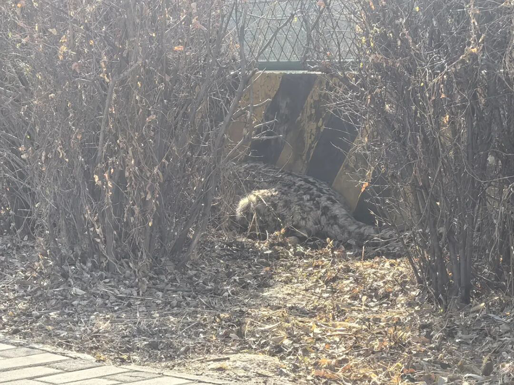 西宁一只野生雪豹误入城区仓库获救助 可能来自祁连山余脉