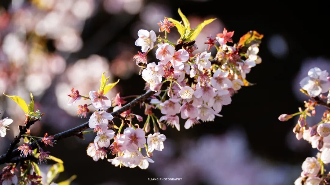 2.9 冯亮 樱花公园 (5).jpg