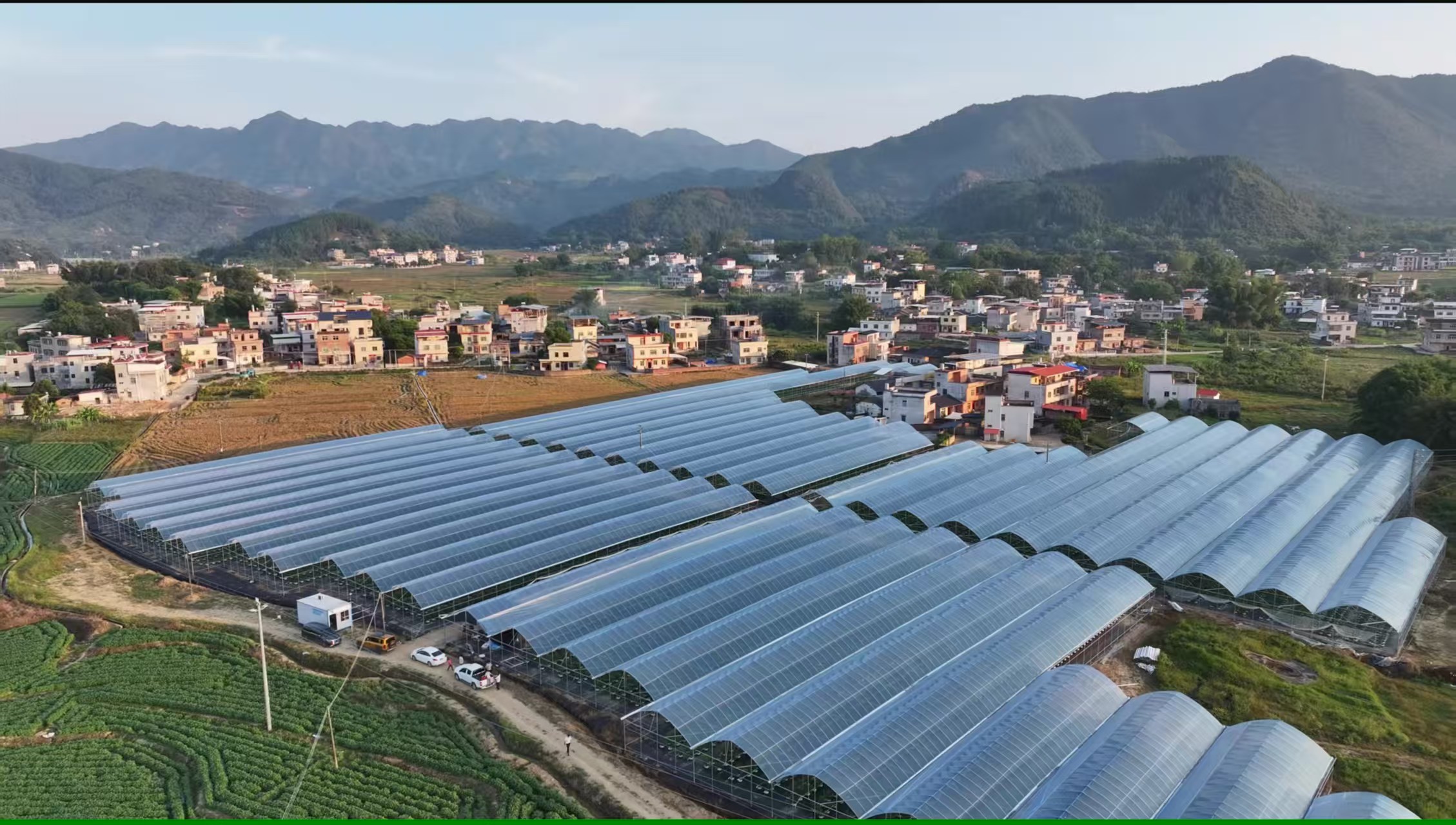 深圳帮扶 “造血”!河源上莞 “蓝莓 + 追龙”融合爆火 解锁乡村振兴新密码