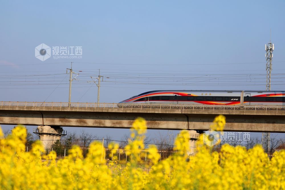 2026年2月22日，江西省吉安市泰和县塘洲镇土洲村境内，一列高铁动车奔驰在昌赣高铁云亭河特大桥上，穿越花海，驶向春天。