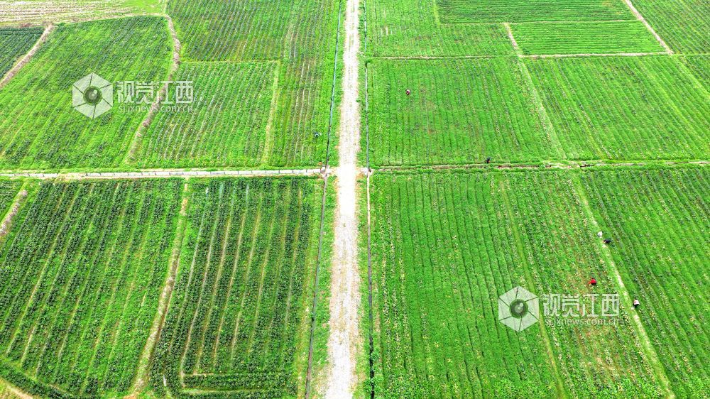 2026年2月27日,江西省吉安市峡江县巴邱镇坳上村,村民在田间劳作。