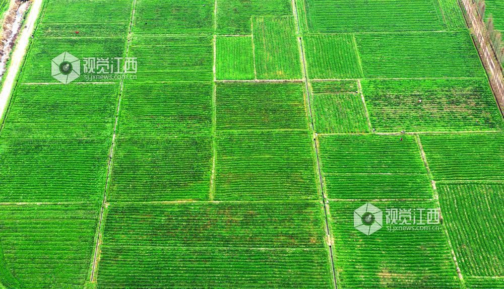 2026年2月27日,江西省吉安市峡江县巴邱镇坳上村,村民在田间劳作。