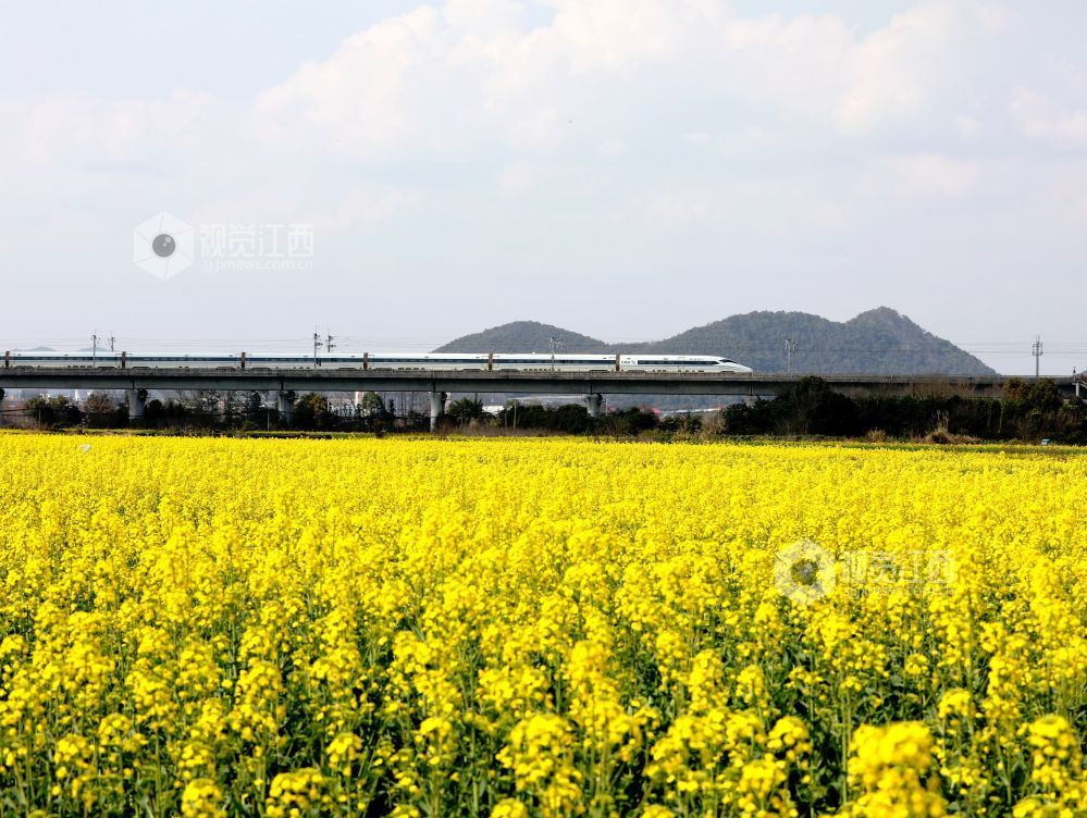 江西分宜:列车穿行春日花海(图)