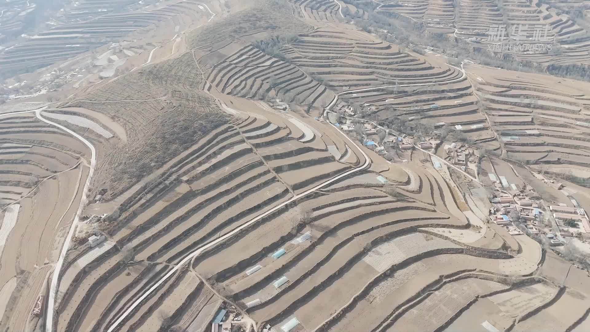 春日药苗采挖忙