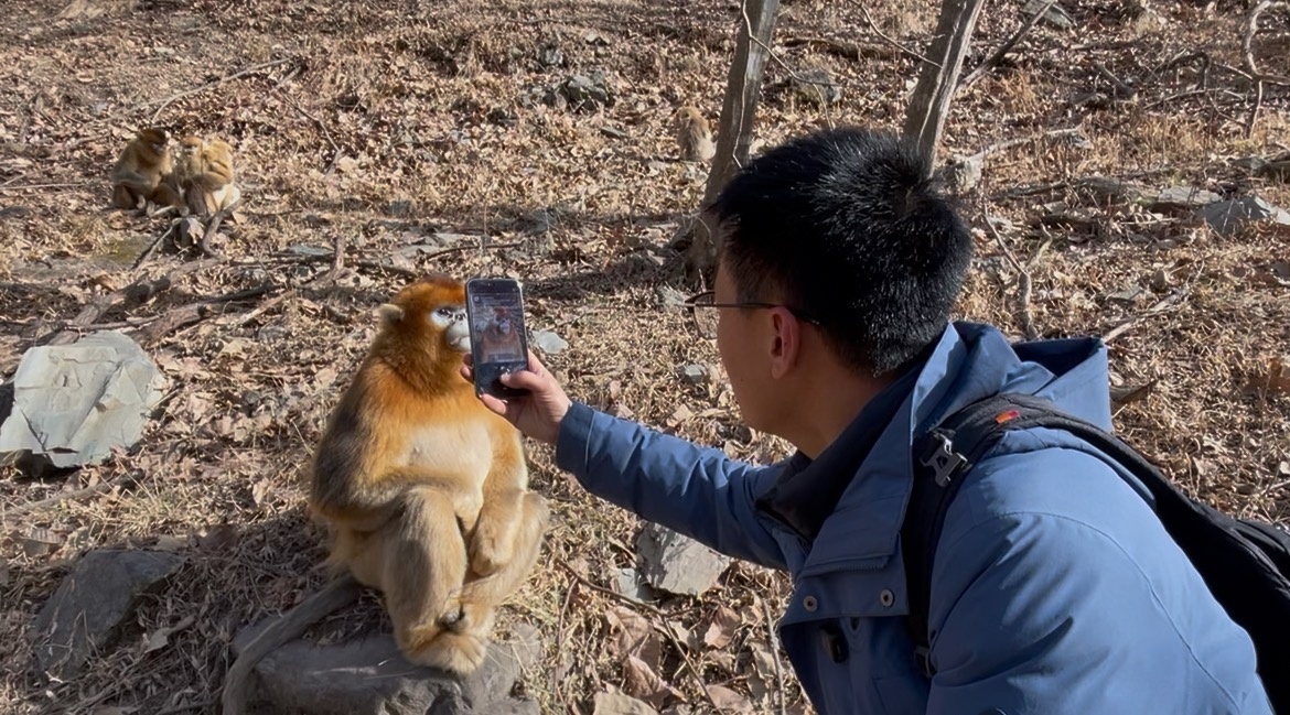 乔冰勃使用手机小程序对金丝猴个体进行识别