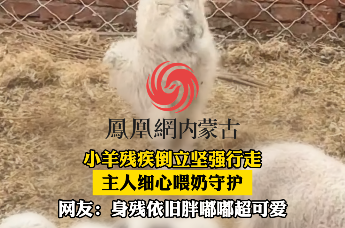 小羊天生后腿残疾倒立行走，主人用奶瓶喂奶抚养，网友：残疾也不耽误它长得胖胖的