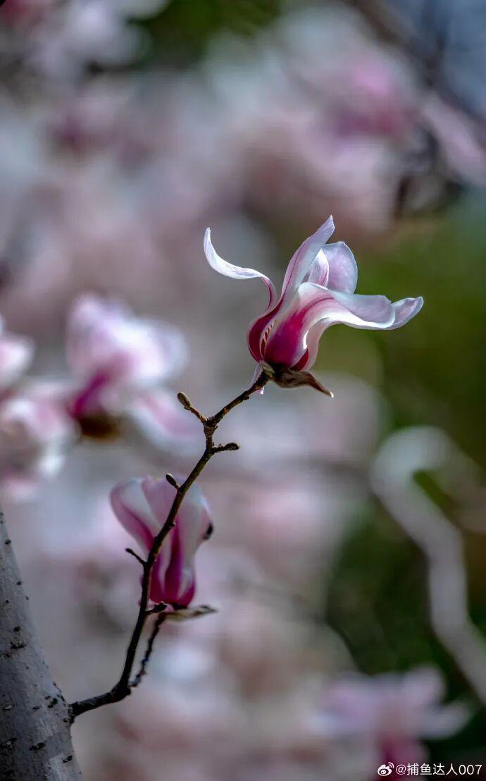 摄影:@捕鱼达人007 2026年2月于趵突泉公园