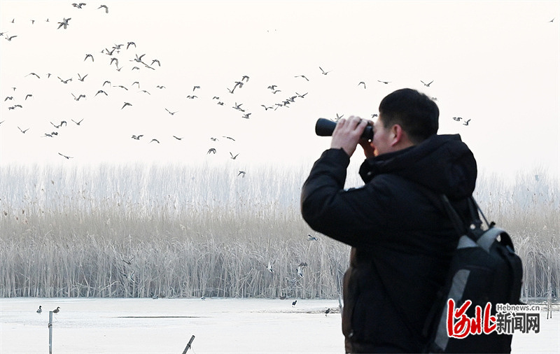 日前，白洋淀周边湿地，“鸟叔”韩战桥对栖息在这里的野生鸟类进行巡查。河北日报记者 刘光昱摄