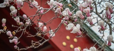 抢先绽放！济南第一波玉兰花开了！