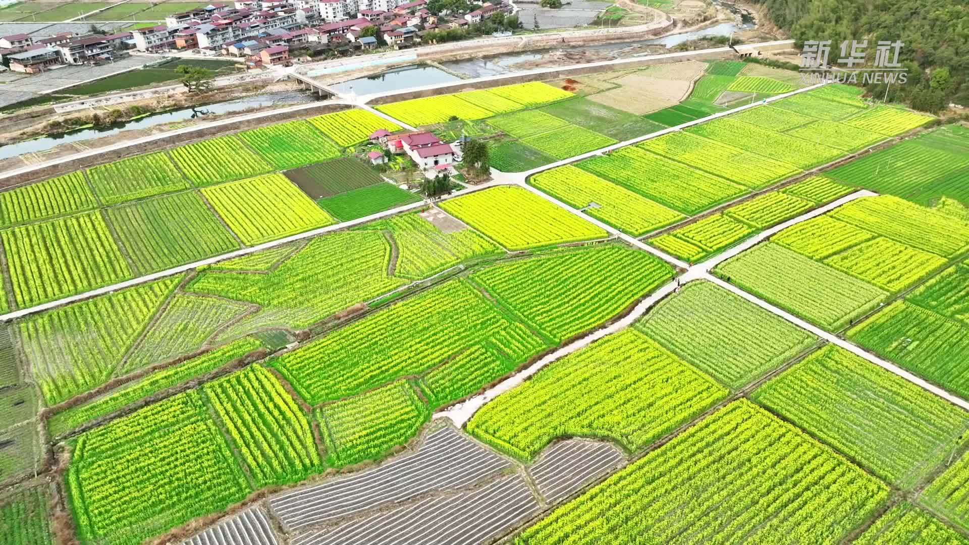 瞰中国丨福建邵武：油菜花迎春盛放