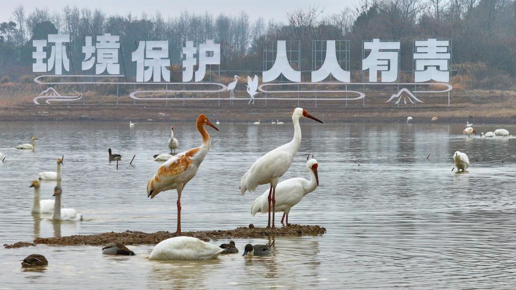 白鹤等越冬候鸟驻足鄱阳湖保护区(2月13日摄)。新华社发(王小龙摄)