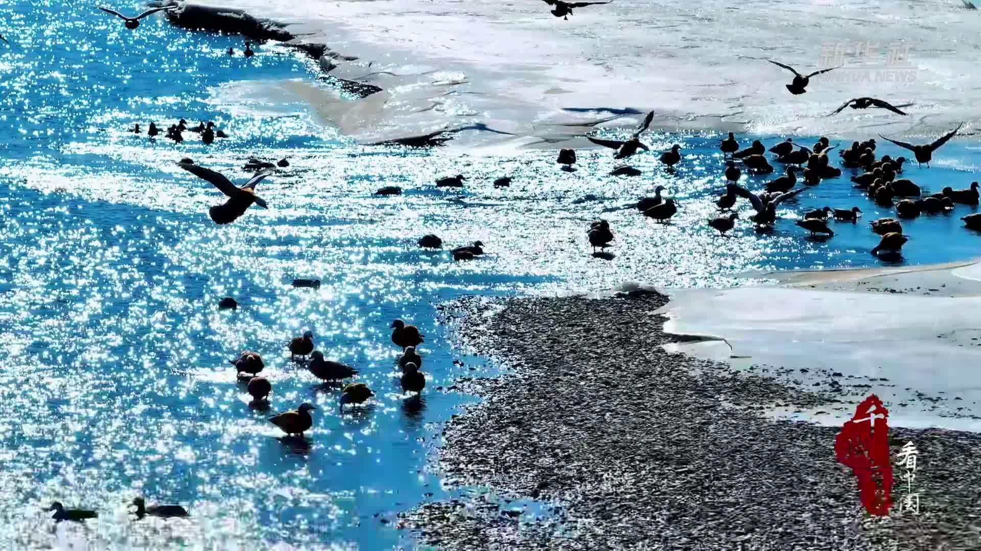 千城百县看中国|内蒙古：春江水暖鸭先知