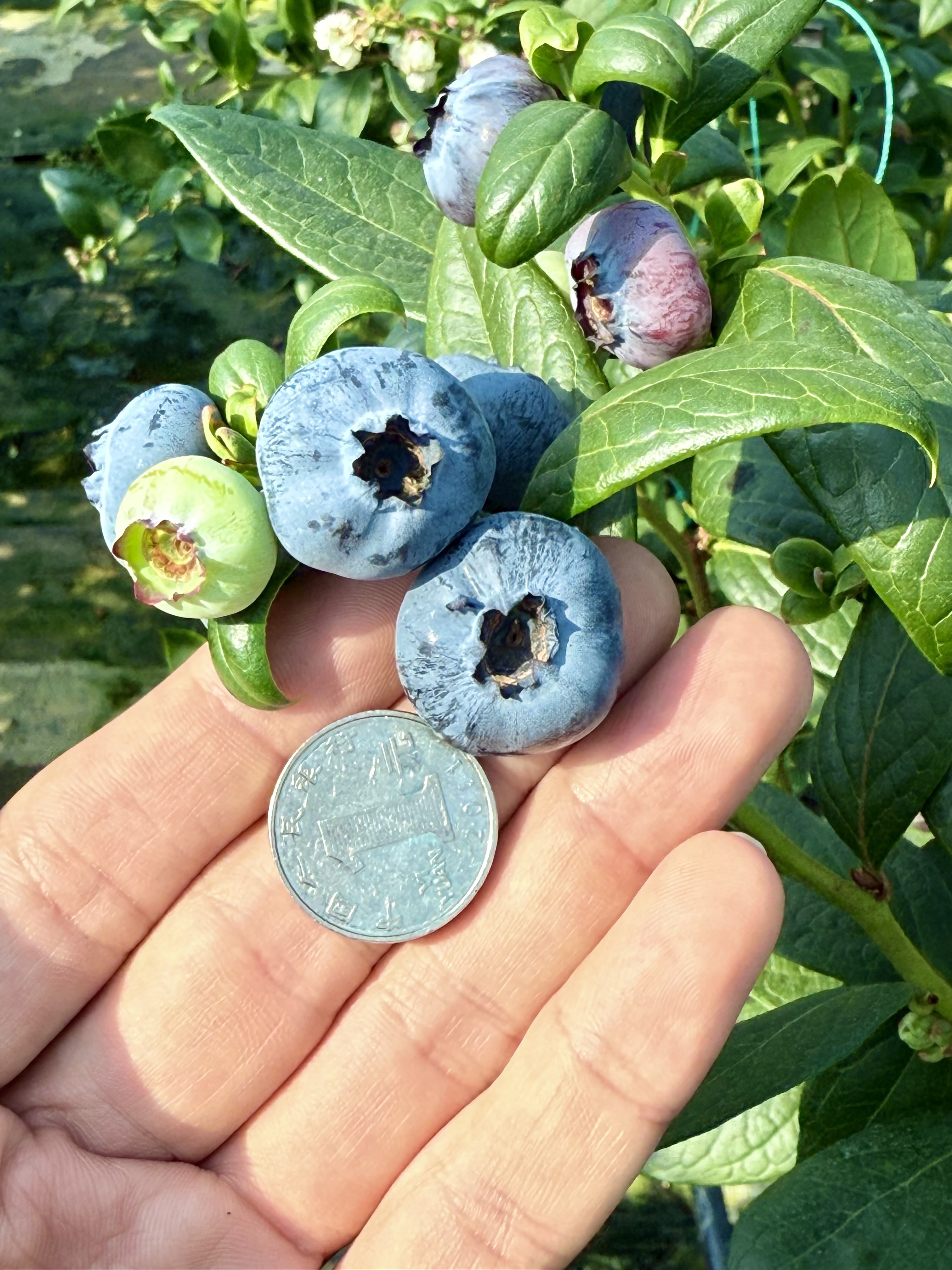 深圳帮扶 “造血”!河源上莞 “蓝莓 + 追龙”融合爆火 解锁乡村振兴新密码