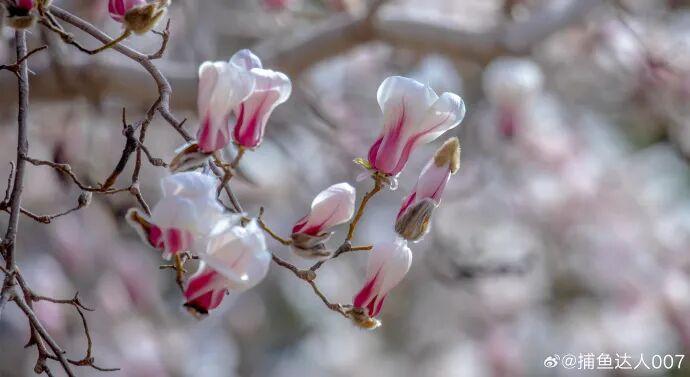 抢先绽放!济南第一波玉兰花开了!