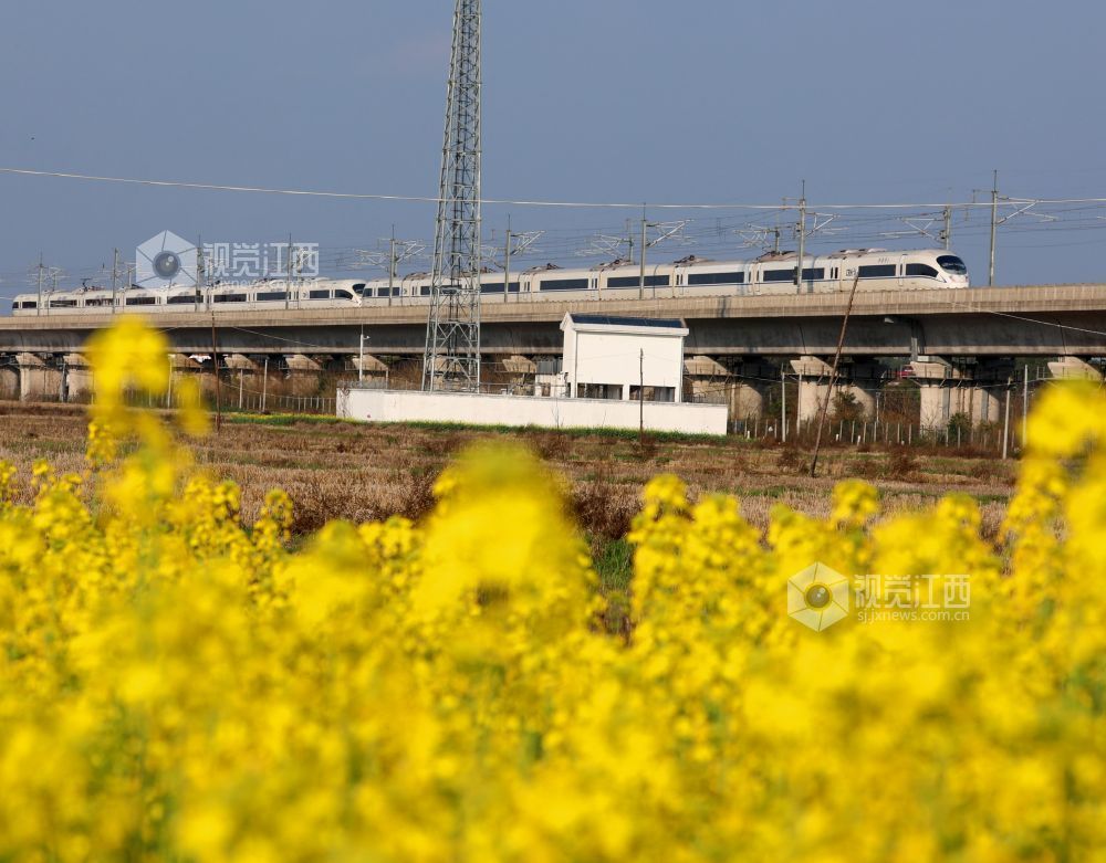 2026年2月22日，江西省吉安市泰和县塘洲镇土洲村境内，一列高铁动车奔驰在昌赣高铁云亭河特大桥上，穿越花海，驶向春天。