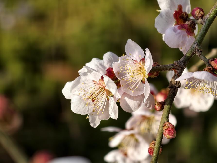 白梅轻绽,半开半含满是春的温柔。宋年升 摄