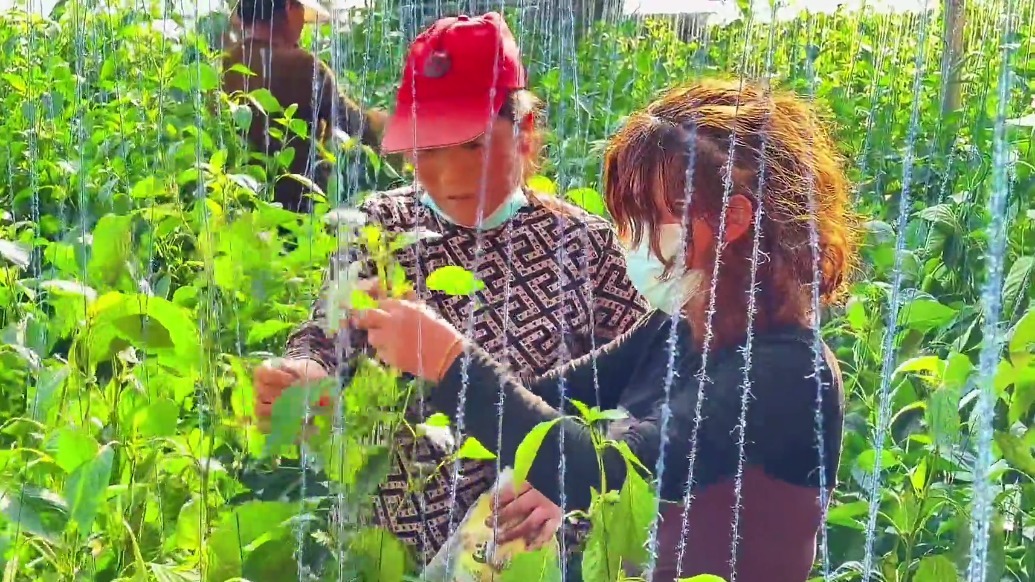 节后复工生产忙　甘肃灵台田间地头菜飘香