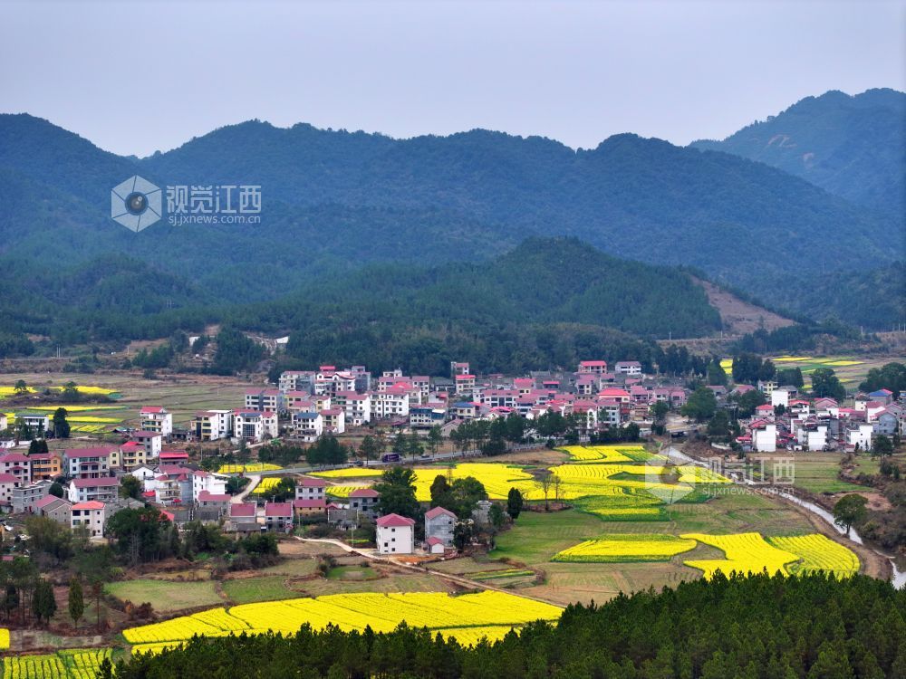 2026年2月23日,江西省井冈山市碧溪镇游家村,金黄的油菜花与村庄农房、大山相映成景,春日田园美丽如画。