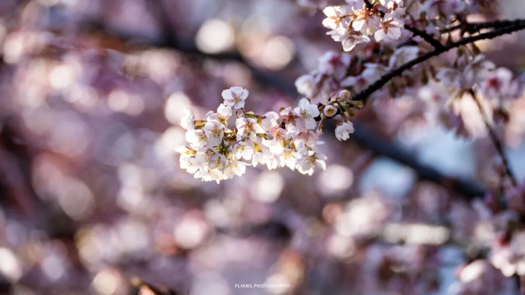 2.9 冯亮 樱花公园 (1).jpg