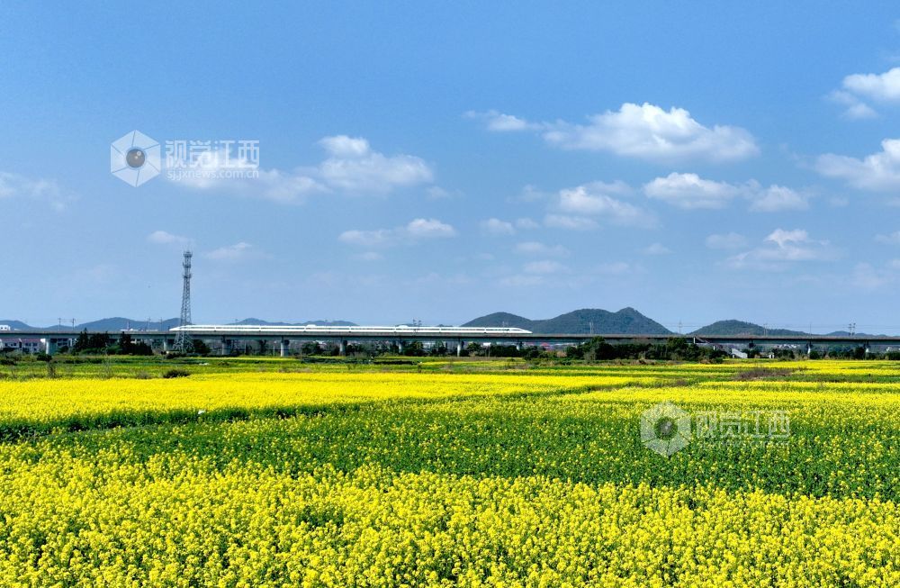 江西分宜:列车穿行春日花海(图)