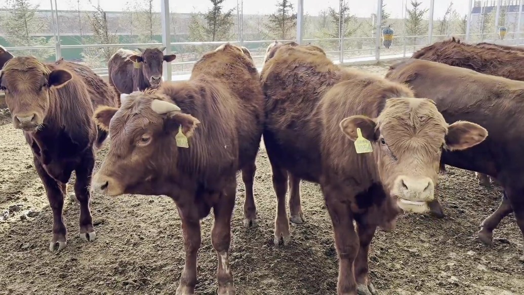 人勤春早复工忙　甘肃灵台奏响牛产业新“牧”歌