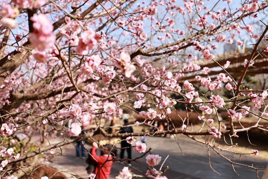 枝头的花儿娇俏可爱,市民游客都爱这春天的好景色。宋年升 摄