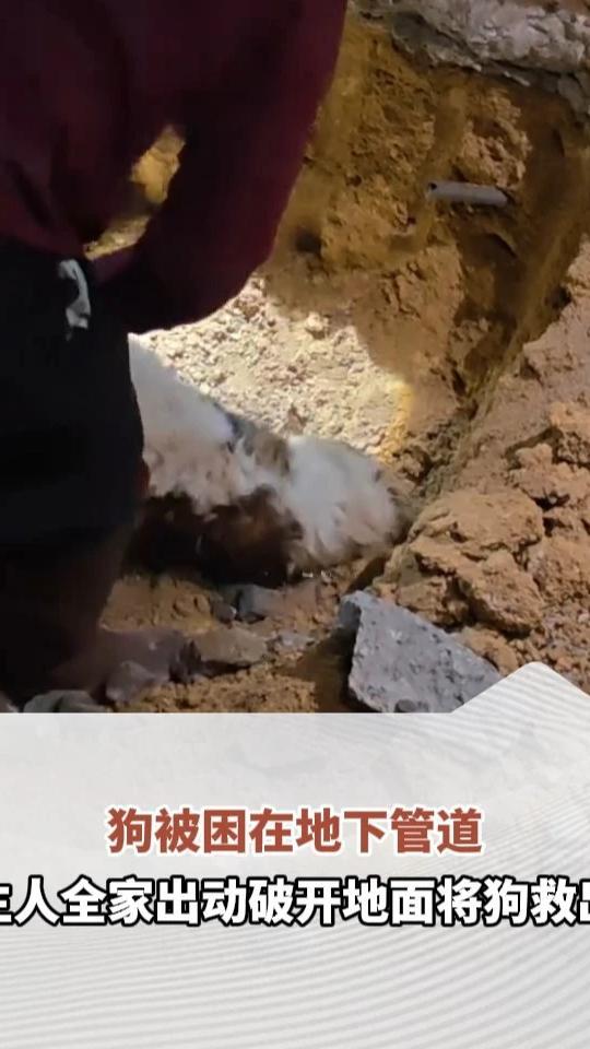 狗被困在地下管道，主人全家出动破开地面将狗救出，“养了14年，也属于我们的家人”#热点新闻事件