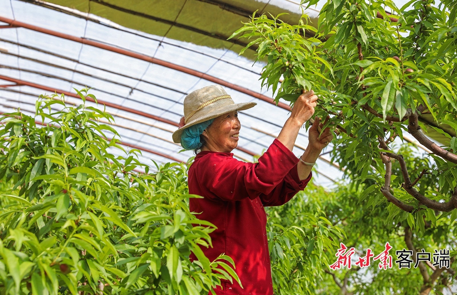 2月24日,在秦安县兴国镇依仁村油桃种植大棚里,种植户正在疏果。时下,大棚油桃进入疏果关键期,种植户抢抓农村,有序开展春季管护工作,确保油桃丰产丰收。新甘肃·甘肃日报通讯员 董国庆