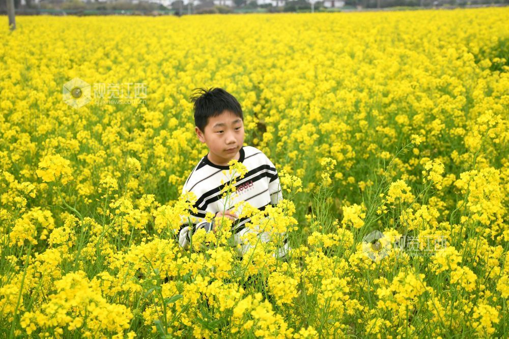 江西南丰：油菜花开游客来（图）