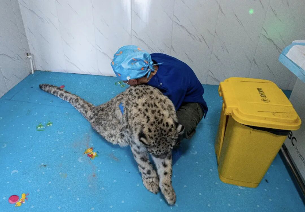 西宁一只野生雪豹误入城区仓库获救助 可能来自祁连山余脉