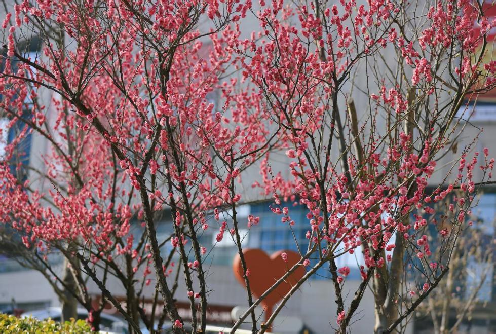 粉梅缀满枝桠，红瓣裹着暖意。刘宗丽 摄