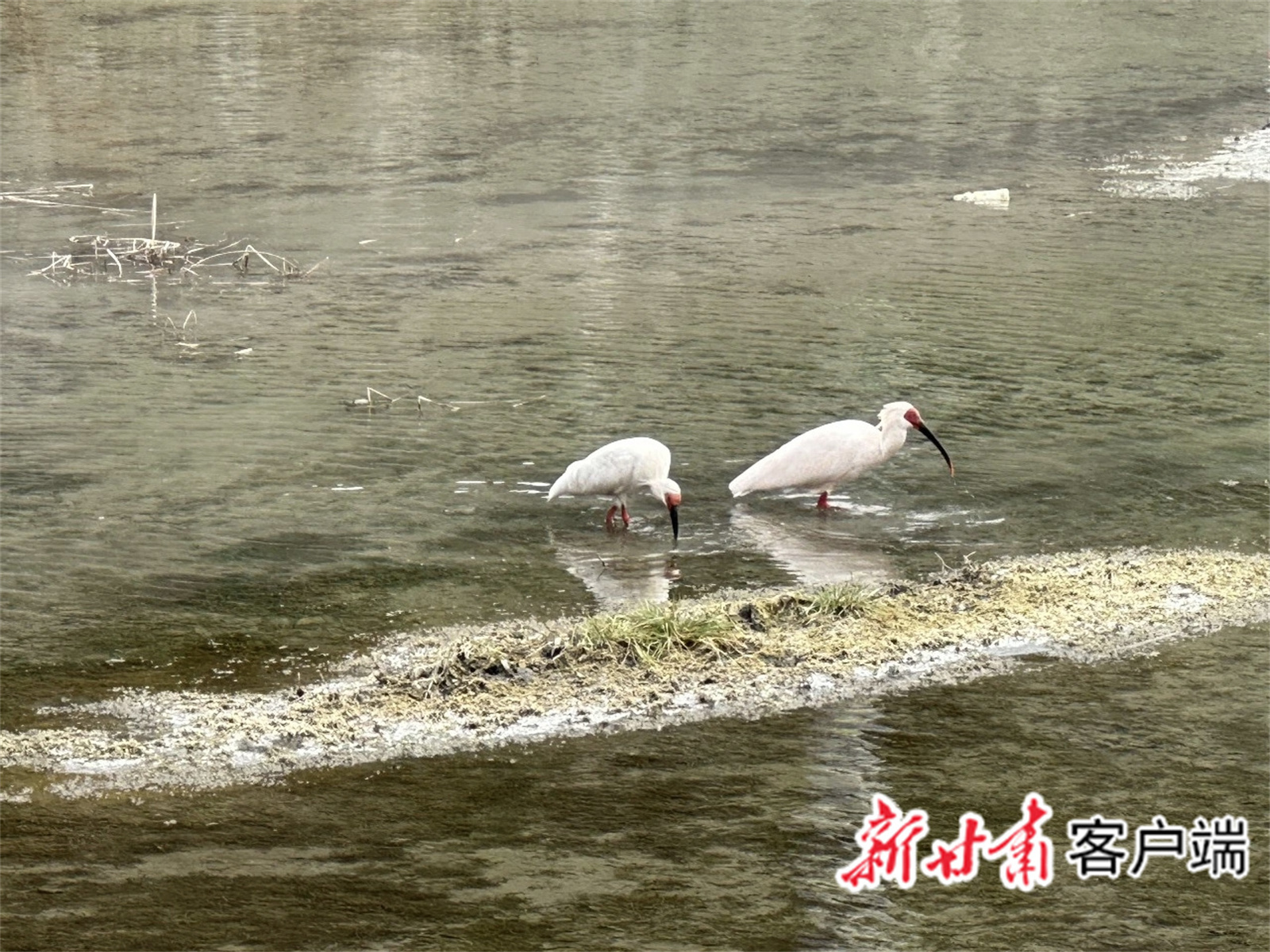 朱鹮现身于康县云台河畔 新甘肃·甘肃日报通讯员 李平 摄