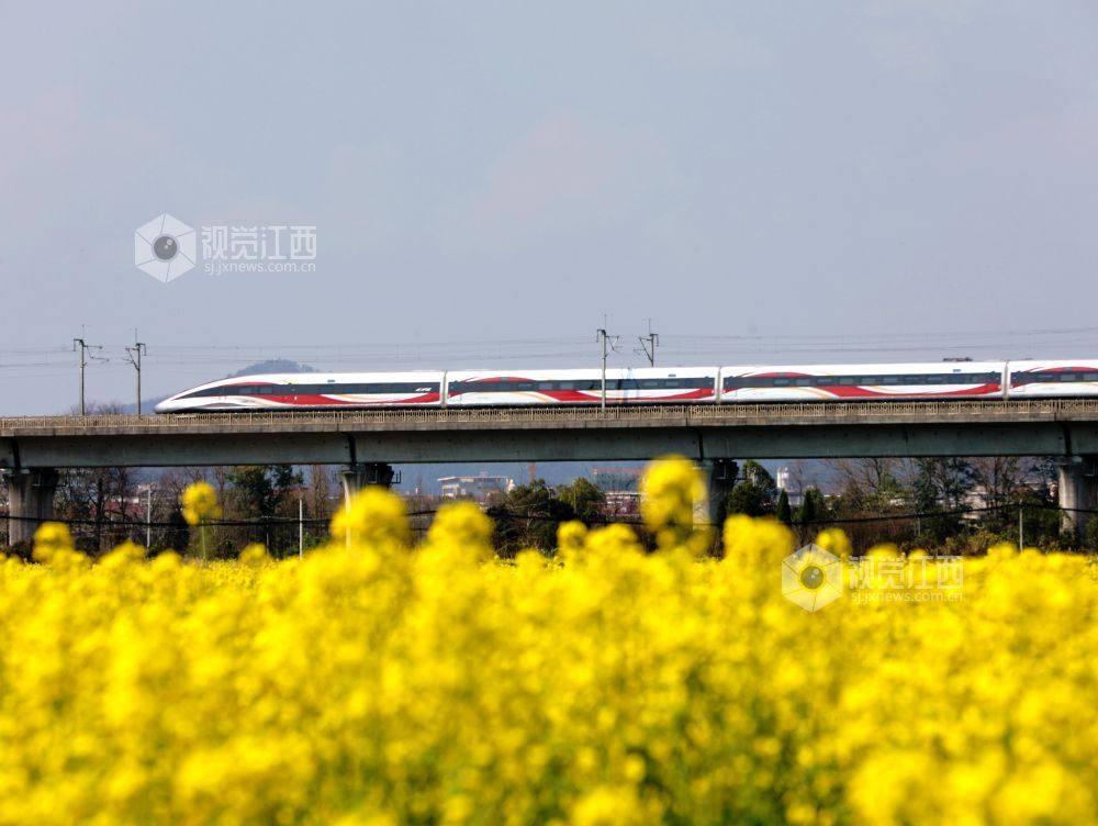 江西分宜:列车穿行春日花海(图)