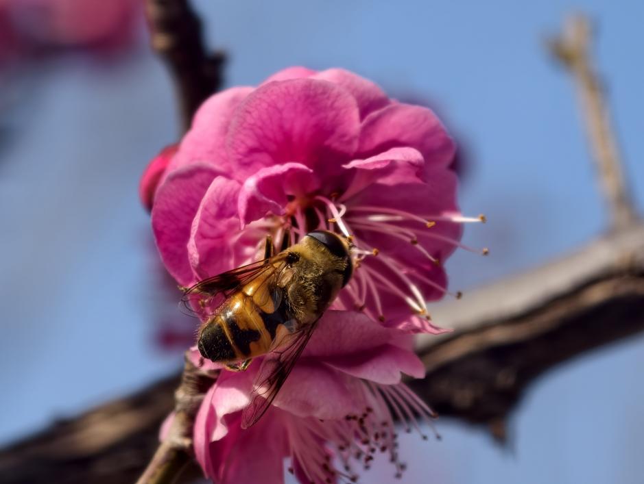 艳粉的花盏盛满春光,蜜蜂裹着暖阳扎进花心。宋年升 摄