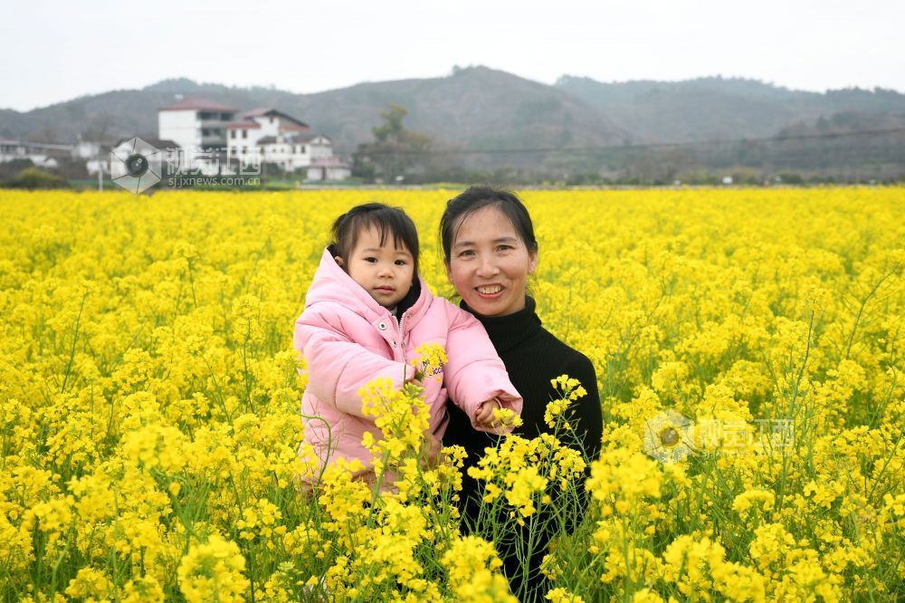 江西南丰：油菜花开游客来（图）