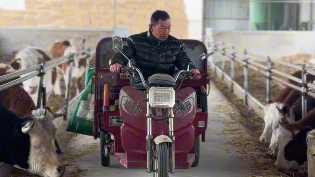 调引牛羊冲刺首季开门红　甘肃肃州产业振兴有“犇”头