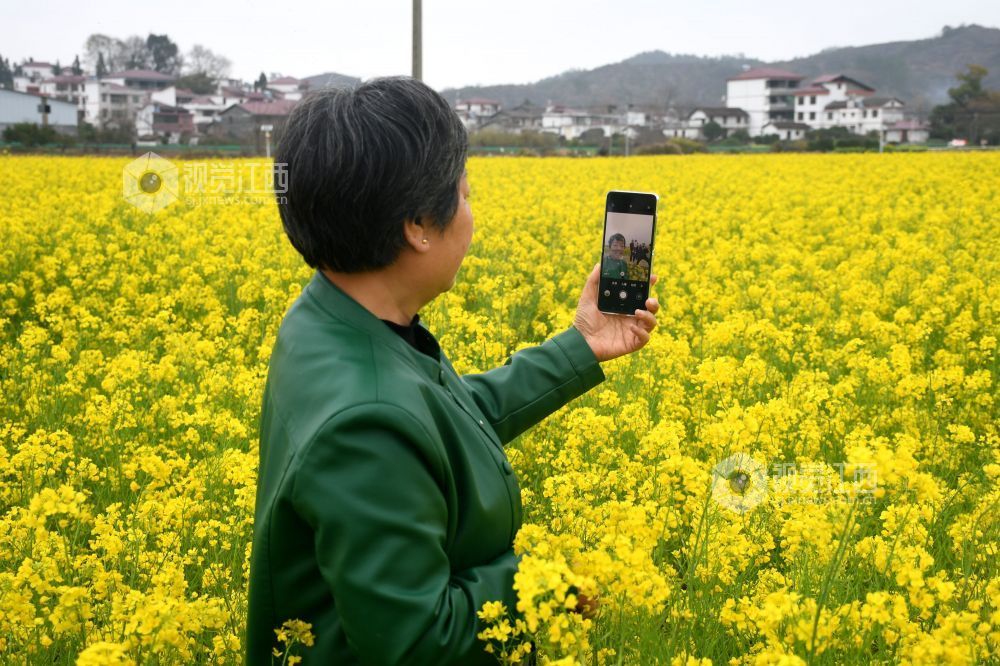 江西南丰：油菜花开游客来（图）