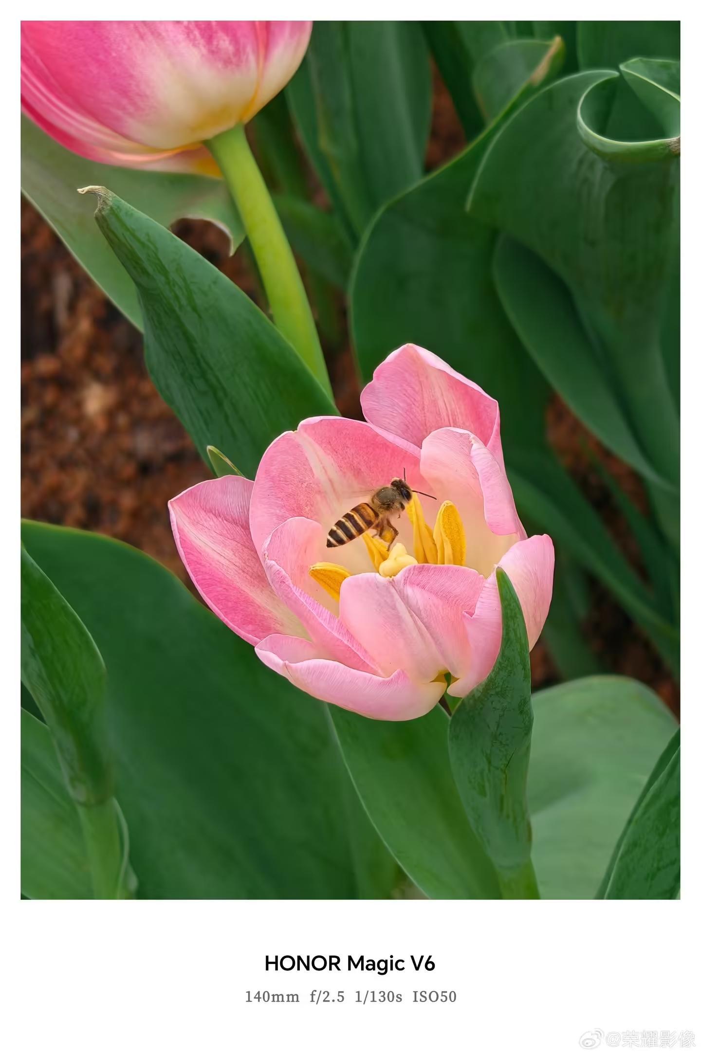 荣耀Magic V6折叠屏新机拍摄样张公布,AiMAGE影像加持