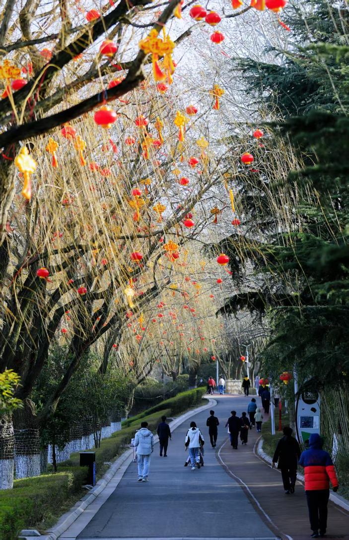 柳丝垂金，红灯黄结缀枝间。刘宗丽 摄