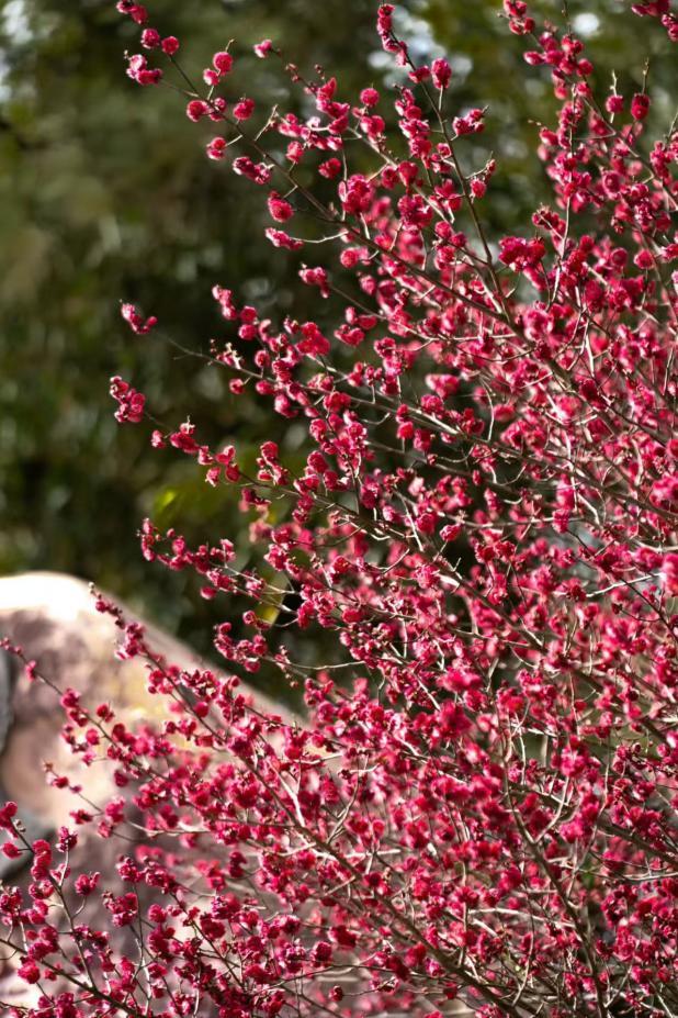 满枝艳红的花簇在柔绿的背景里亮得热烈。武爱民 摄