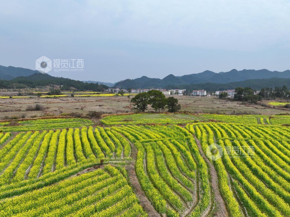 2026年2月23日,江西省井冈山市碧溪镇游家村,金黄的油菜花与村庄农房、大山相映成景,春日田园美丽如画。