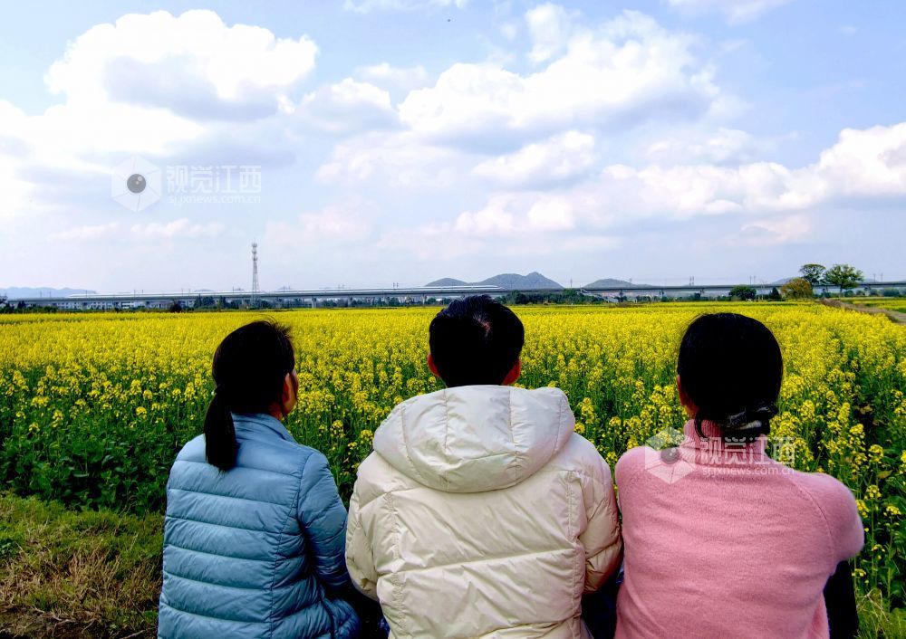 江西分宜:列车穿行春日花海(图)