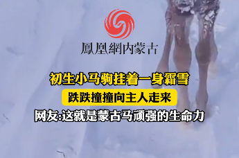 初生小马驹挂着一身霜雪，跌跌撞撞向主人走来，网友：这就是蒙古马顽强的生命力