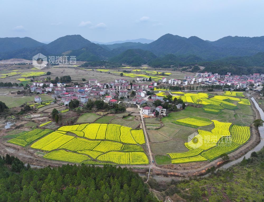 2026年2月23日,江西省井冈山市碧溪镇游家村,金黄的油菜花与村庄农房、大山相映成景,春日田园美丽如画。