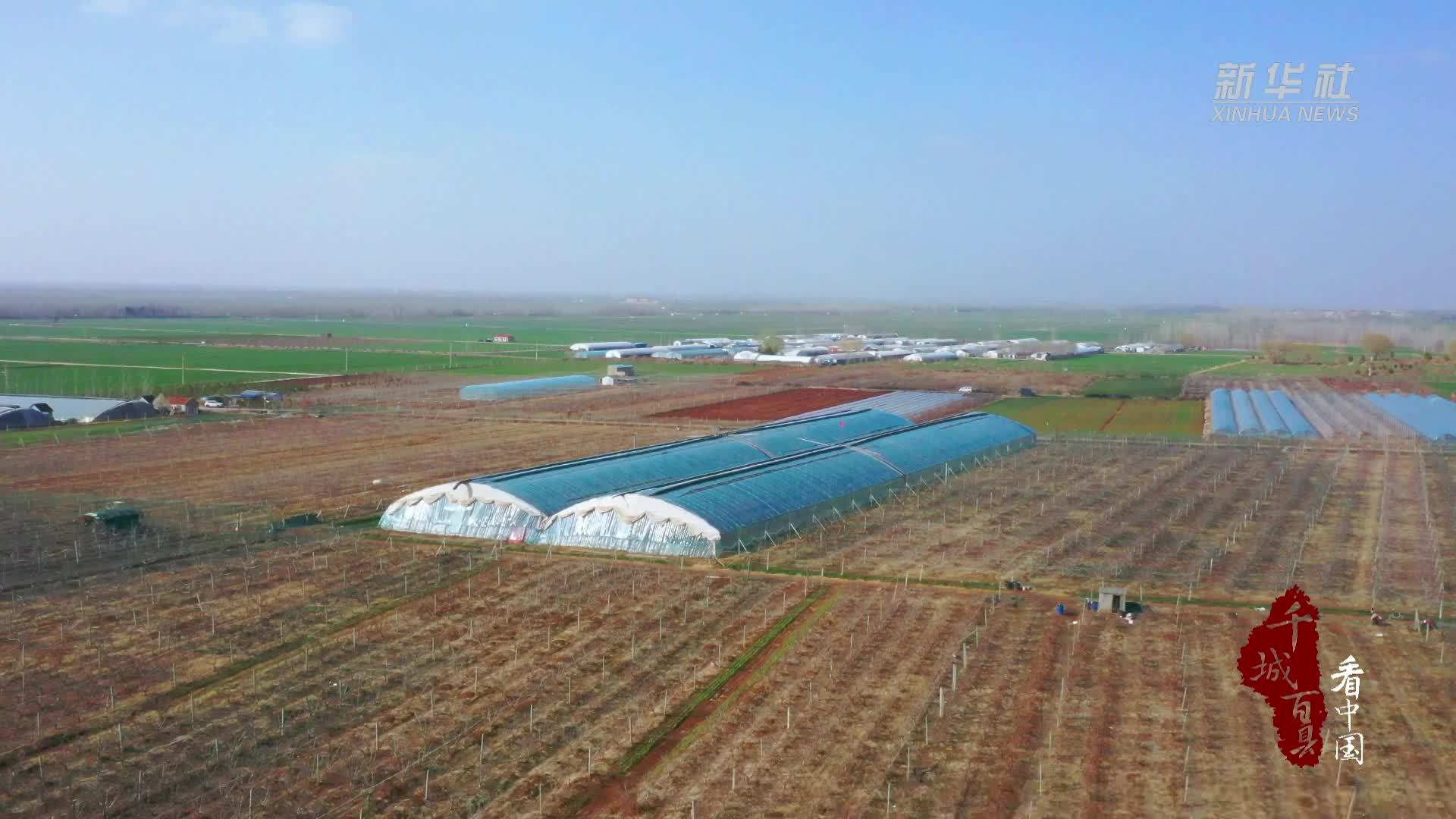 千城百县看中国｜山东郯城：樱桃花开管护忙