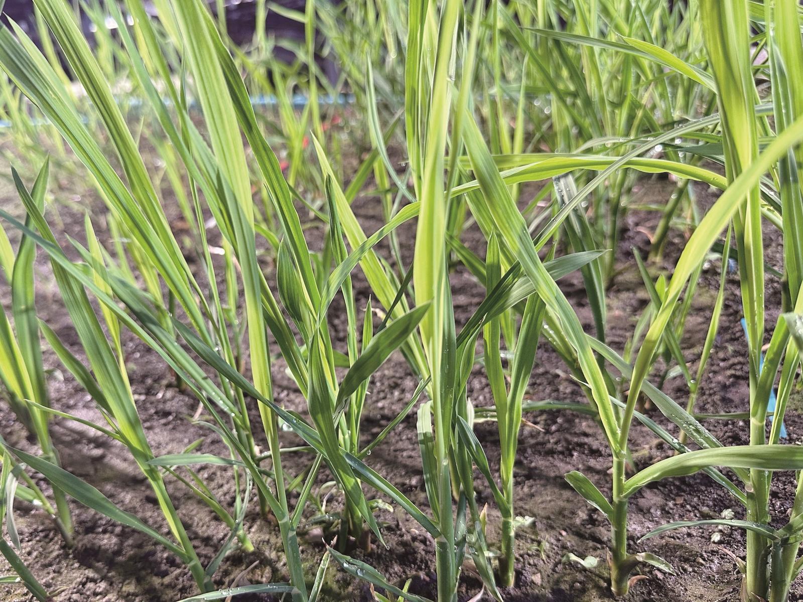 一株株寒地茭白种苗长势茁壮。