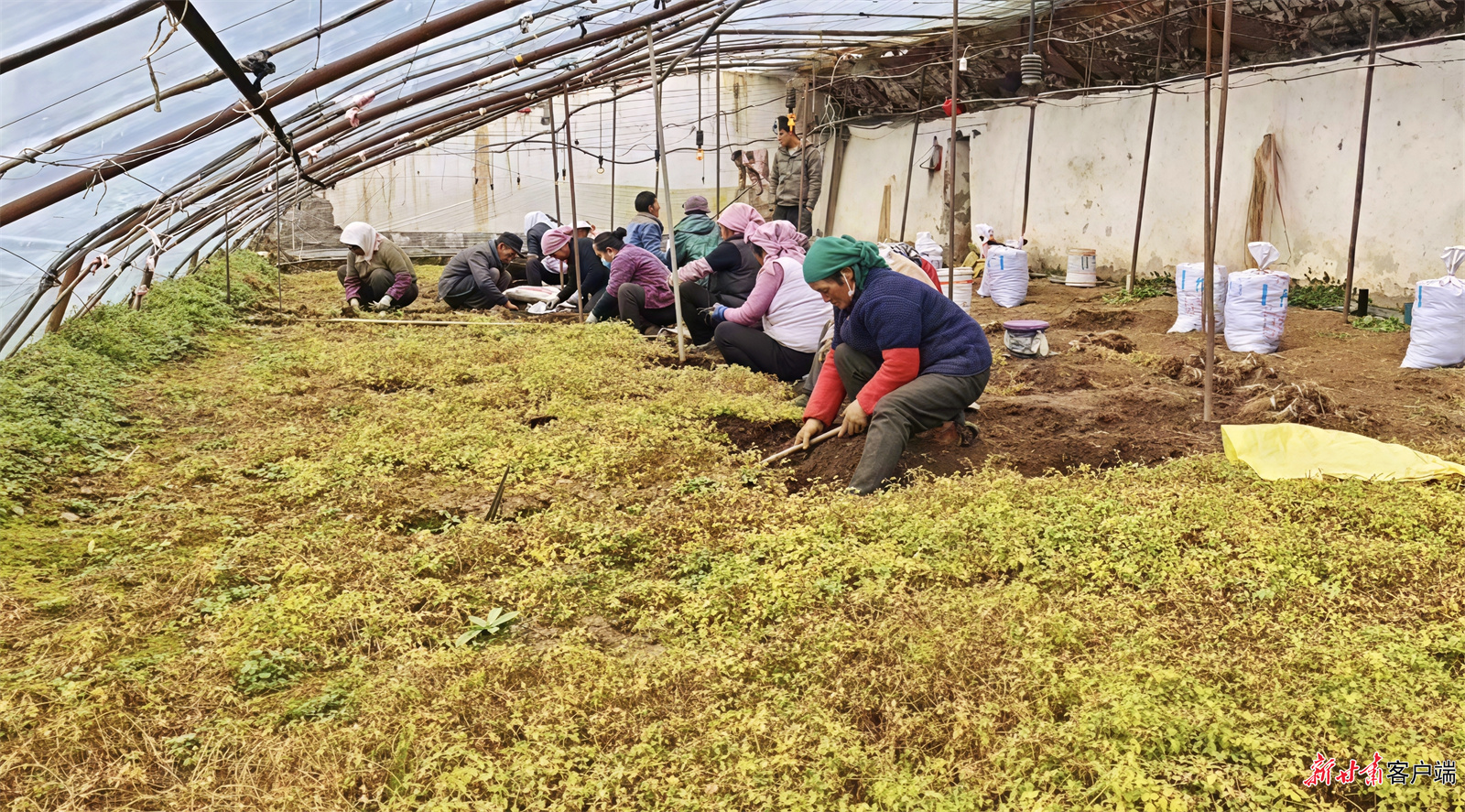 宕昌韩院乡种植大棚里,村民正在忙碌。新甘肃·甘肃日报通讯员 刘国庆 摄