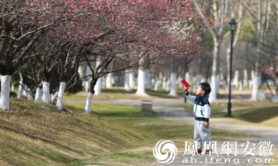 安徽合肥：梅花吐蕊报春来