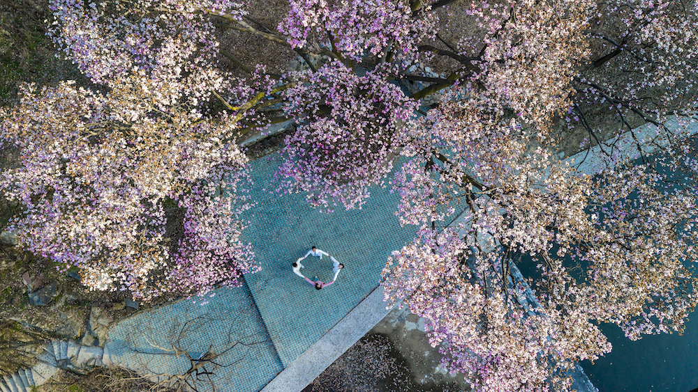 河南魯山:辛夷花開報春來 如詩如畫醉游人